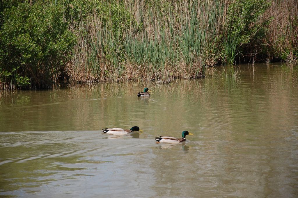 Anatidi della Camargue - 1 - Germano reale